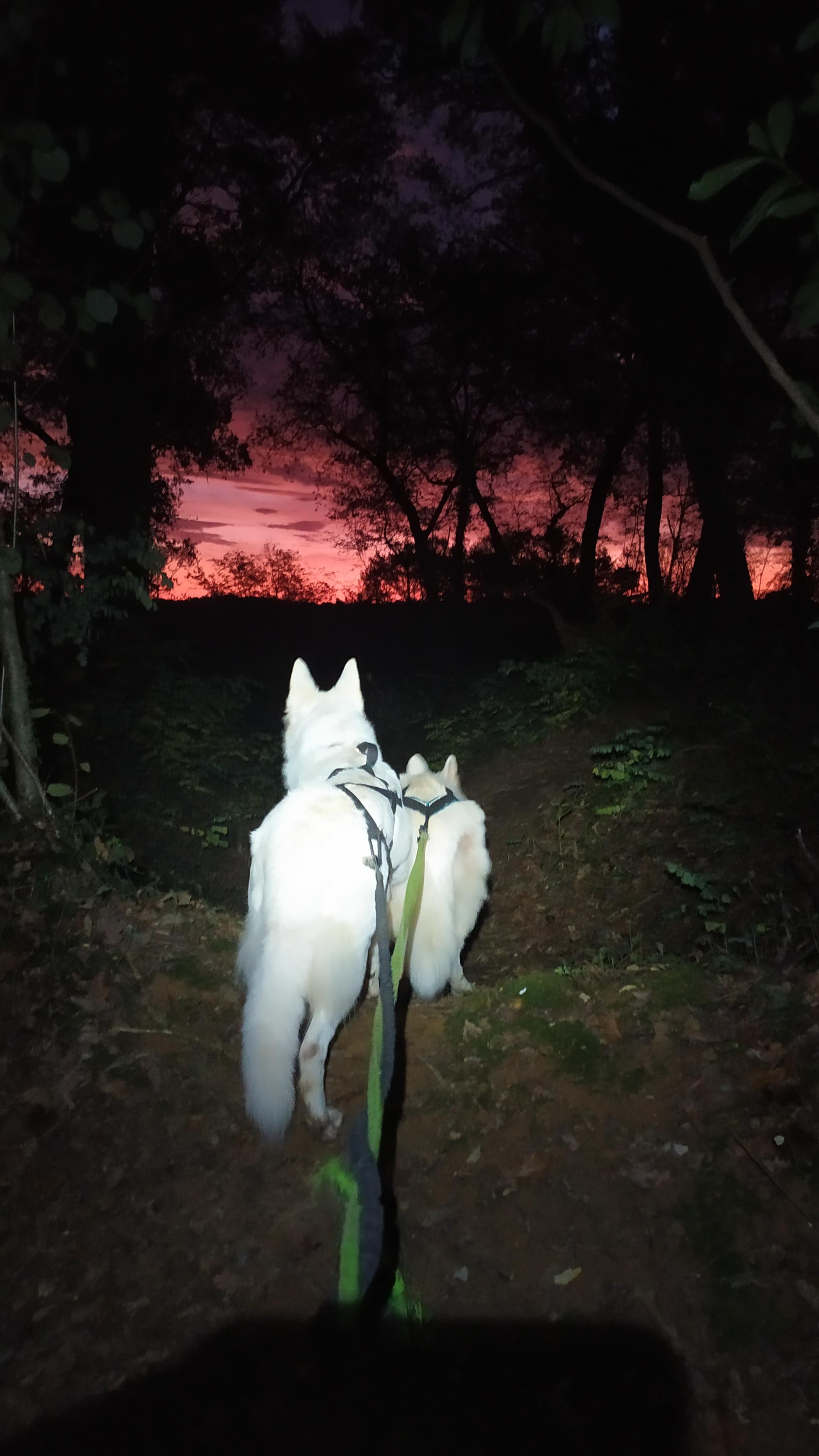 Une balade commencée à la frontale, au chant du coq - et des dernières chouettes!